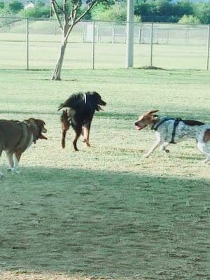 RJ Dog Park at Pecos Park