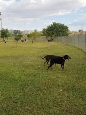 RJ Dog Park at Pecos Park