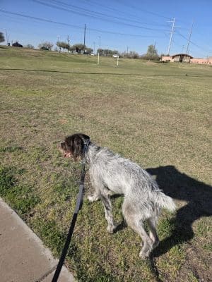 RJ Dog Park at Pecos Park