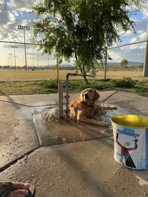 RJ Dog Park at Pecos Park