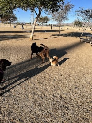 RJ Dog Park at Pecos Park