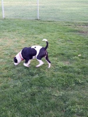 Trailwood Dog Park