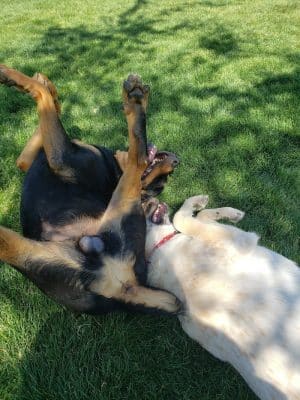 Trailwood Dog Park