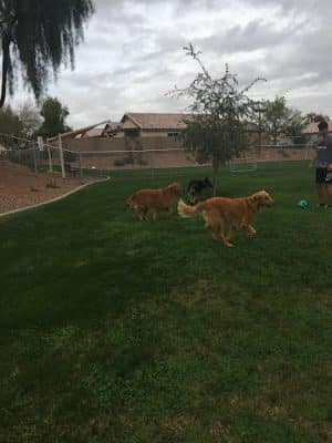 Trailwood Dog Park