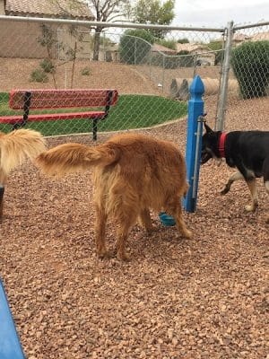 Trailwood Dog Park
