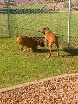 Trailwood Dog Park