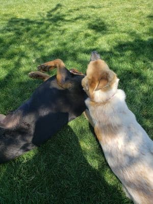 Trailwood Dog Park