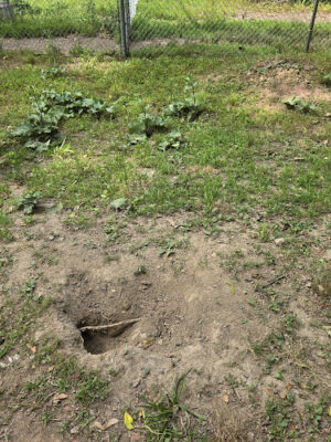 Reservoir Dog Park