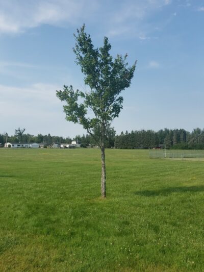 Pickford Township Park - Pickford, MI