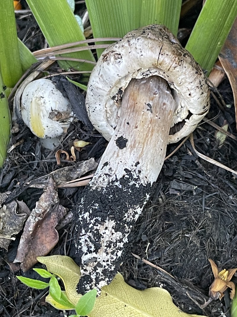 Bear Park - Piedmont, CA