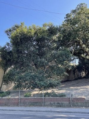 Linda Ave Dog Park