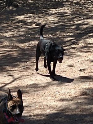 Linda Ave Dog Park
