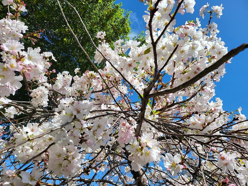Linda Ave Dog Park - Piedmont, CA