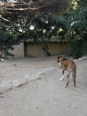 Linda Ave Dog Park