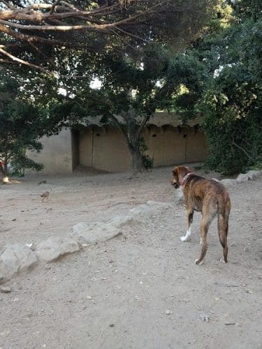 Linda Ave Dog Park