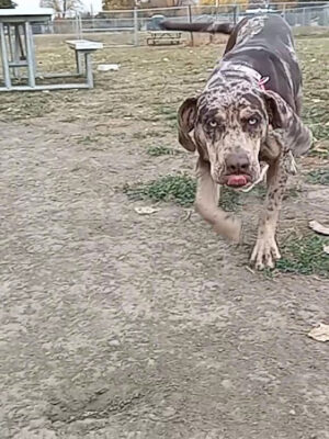 Pierre Community Dog Park