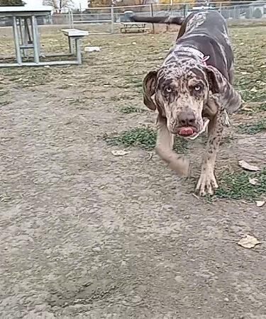 Pierre Community Dog Park