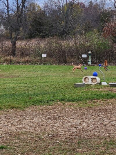 Dog Park at Arise Church - Pinckney, MI