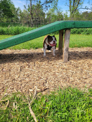 Dog Park at Arise Church