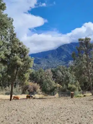 Pine Mountain Club Dog Park - Pine Mountain Club, CA