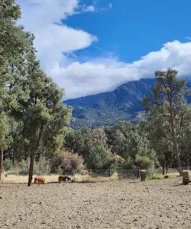 Pine Mountain Club Dog Park - Pine Mountain Club, CA