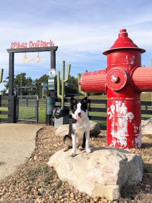 Spike's Dog Park