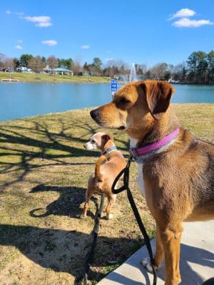 Canine Commons Dog Park