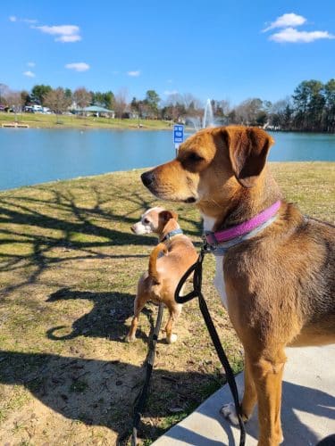 Canine Commons Dog Park