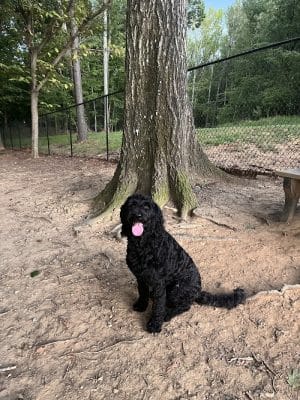 Canine Commons Dog Park