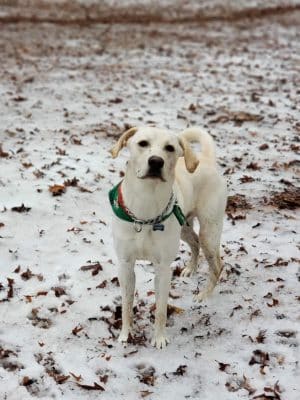 Canine Commons Dog Park
