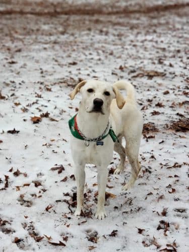 Canine Commons Dog Park