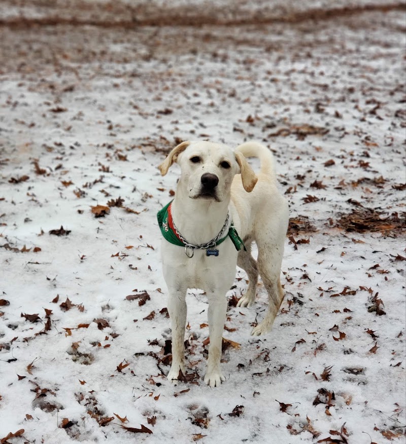 Canine Commons Dog Park - Pineville, NC