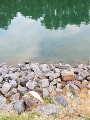 Canine Commons Dog Park