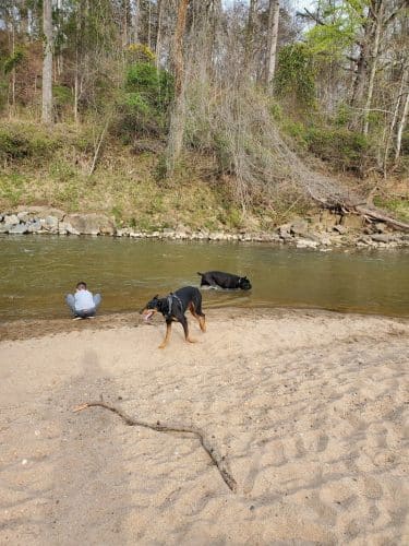 Canine Commons Dog Park