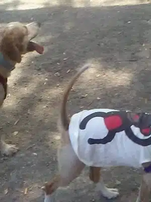 Pinole Valley Dog Park - Pinole, CA