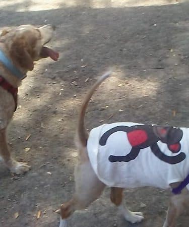 Pinole Valley Dog Park - Pinole, CA