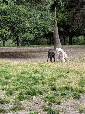 Pinole Valley Dog Park - Pinole, CA