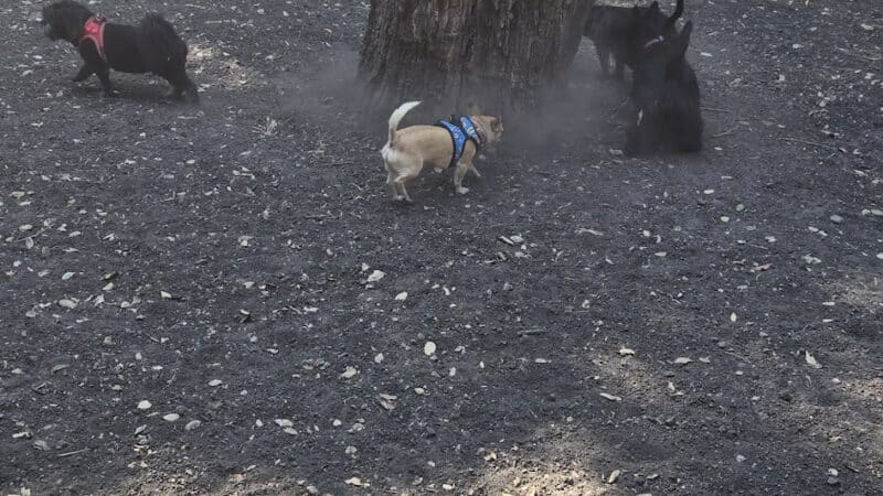 Pinole Valley Dog Park - Pinole, CA