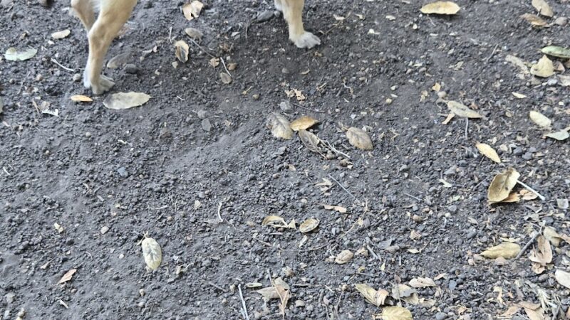 Pinole Valley Dog Park - Pinole, CA