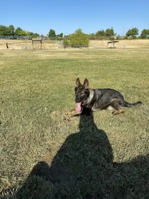 Highlands Ranch Dog Park