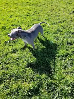 Highlands Ranch Dog Park