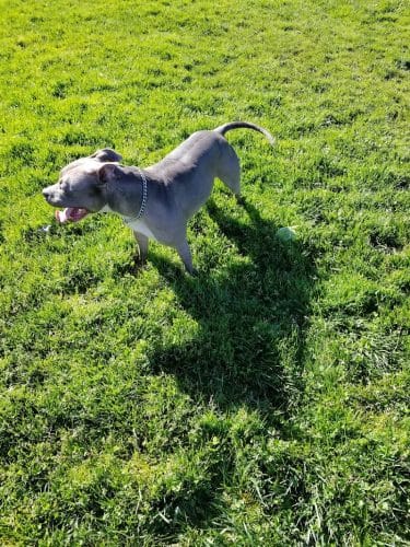 Highlands Ranch Dog Park