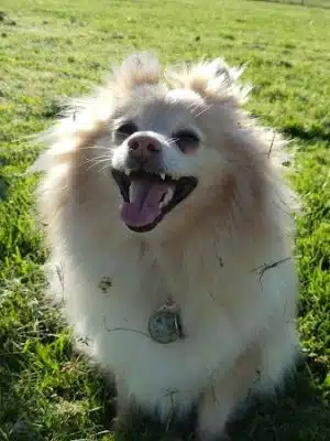 Highlands Ranch Dog Park