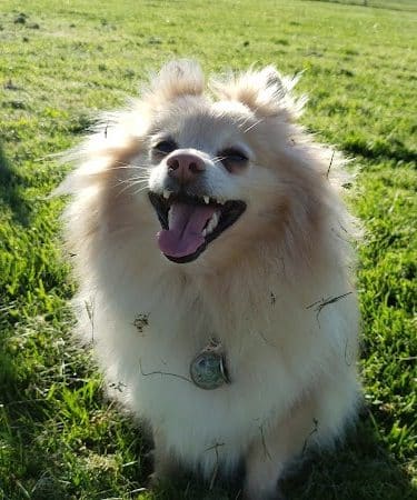 Highlands Ranch Dog Park