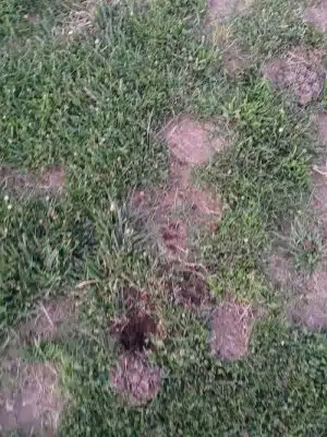 Highlands Ranch Dog Park