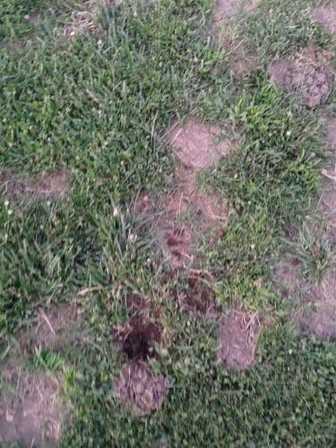 Highlands Ranch Dog Park