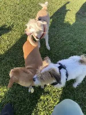 Highlands Ranch Dog Park