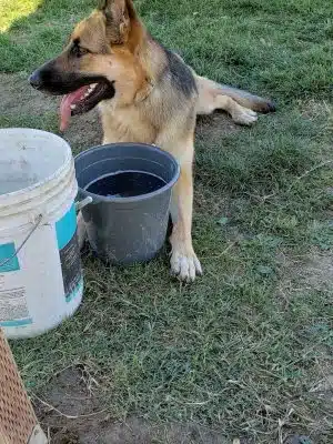 Highlands Ranch Dog Park