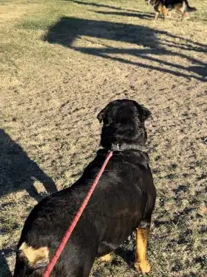 Highlands Ranch Dog Park