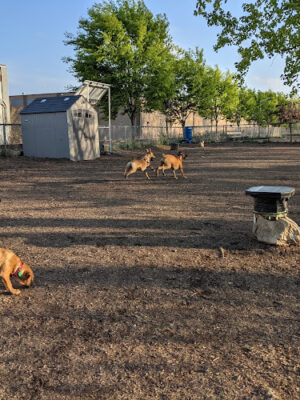 Bernard Dog Run